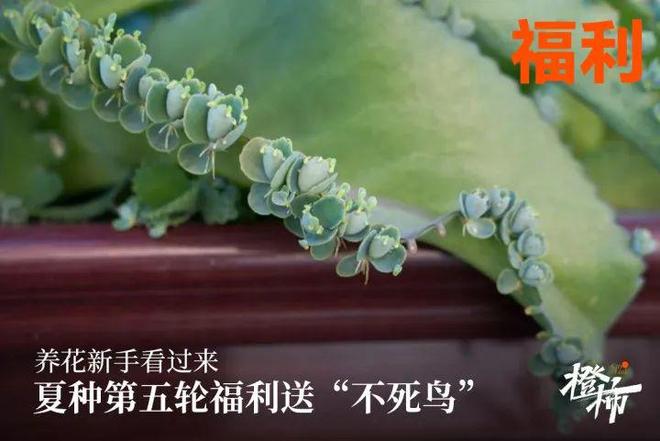 叶冰箱贴、不死鸟盆栽橙柿福利上新啦麻将胡了app一乐拉面杯、爆款树(图2)