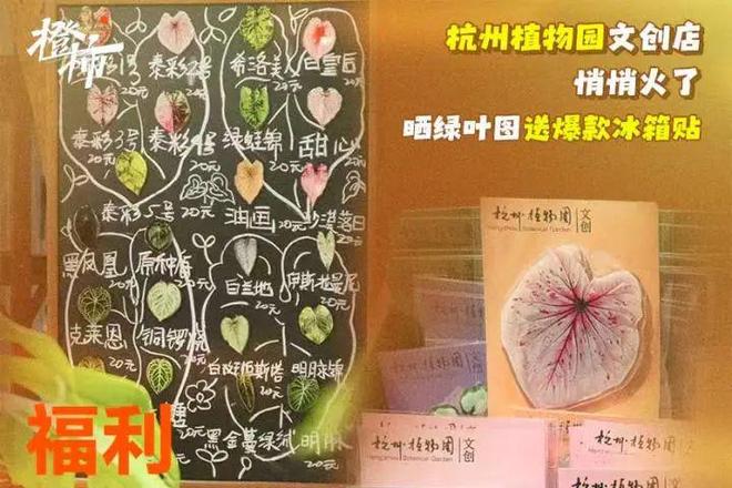 叶冰箱贴、不死鸟盆栽橙柿福利上新啦麻将胡了app一乐拉面杯、爆款树(图15)